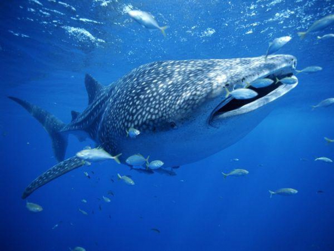 Diving in Cebu