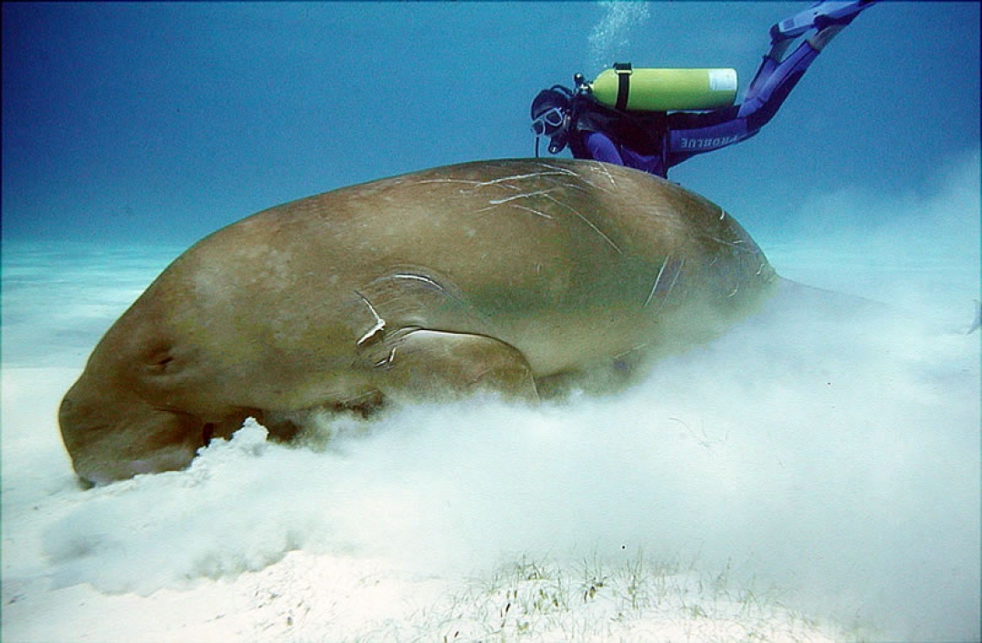 Diving in the Philippines