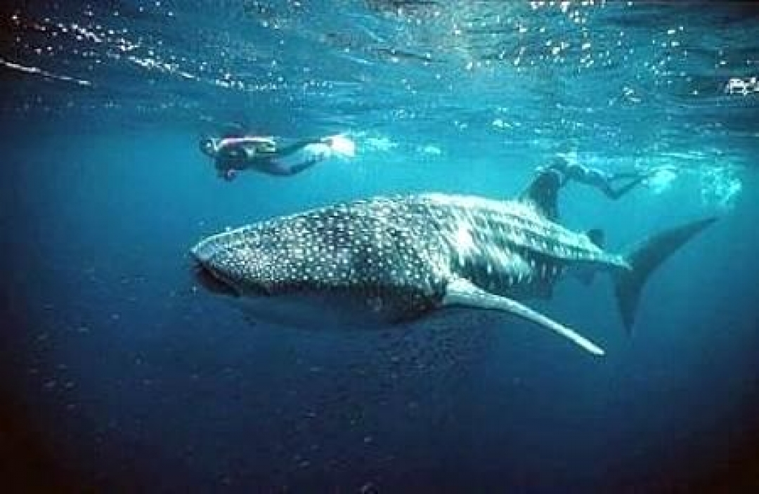 Donsol Whale Sharks