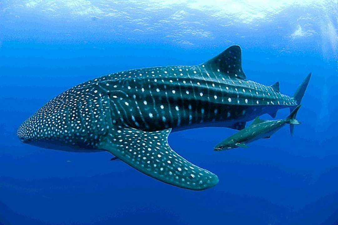 Giant Whale Shark