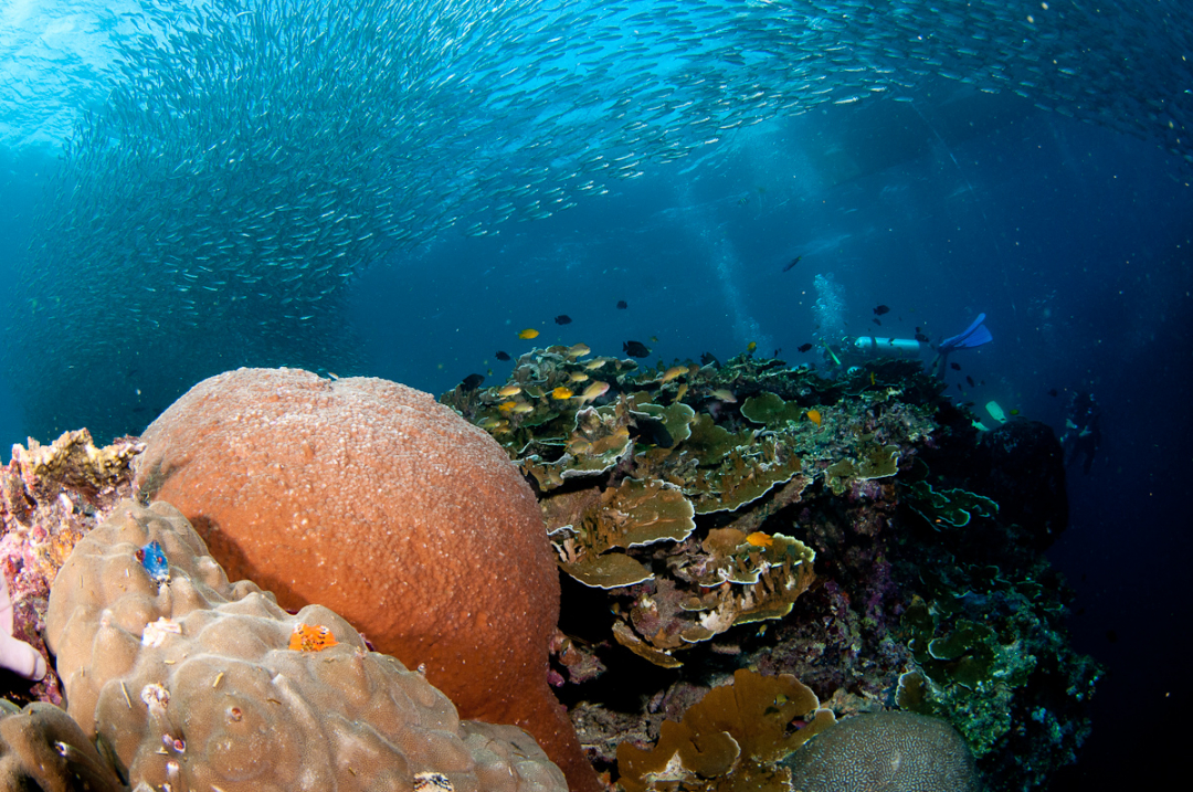 Philippines Dive Trips