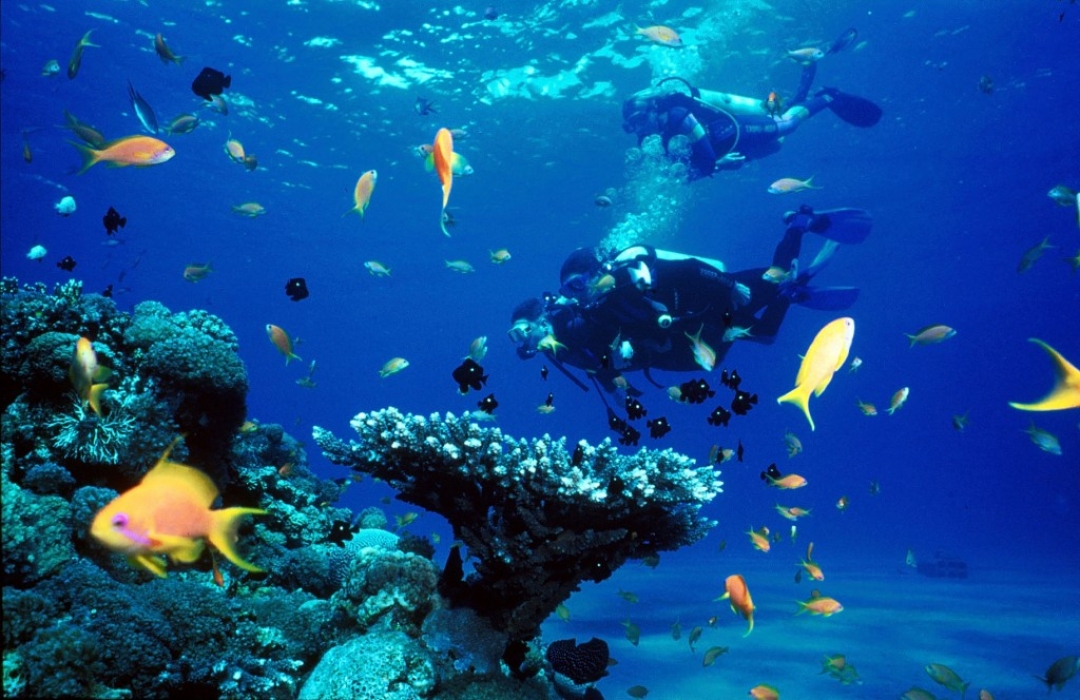 Scuba Sites in Cebu