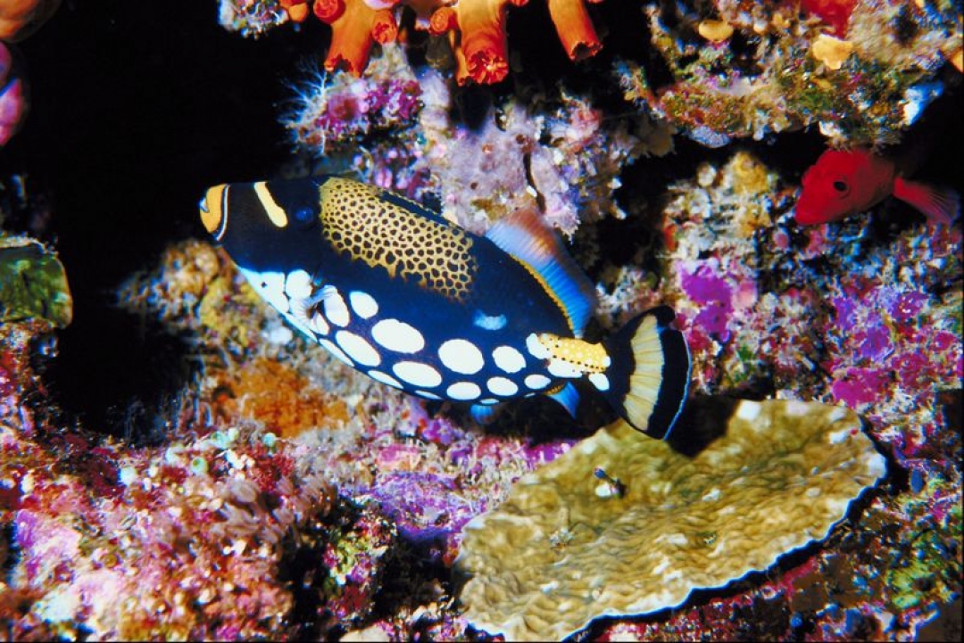 Tubbataha Reef National Park