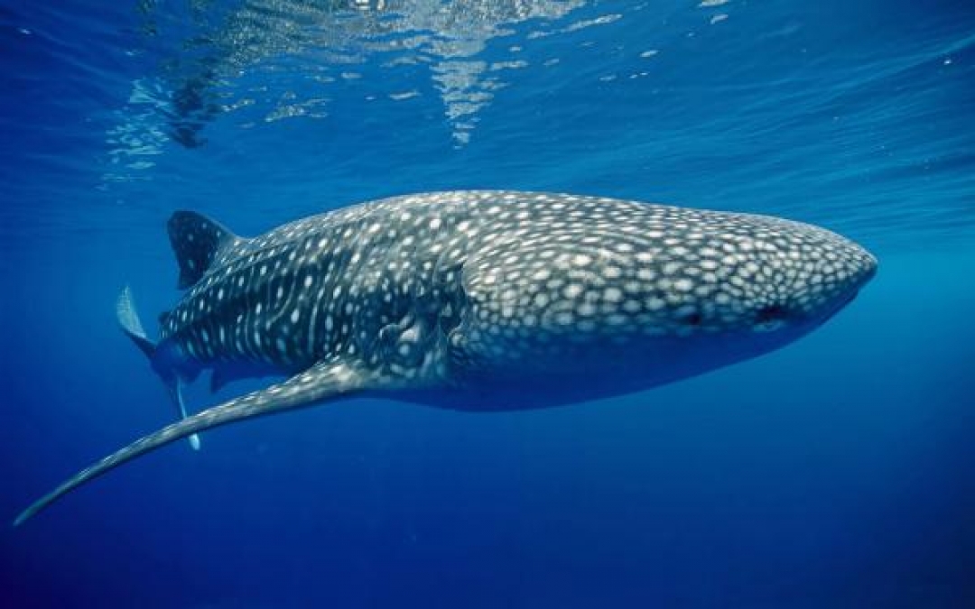 Whale Shark in Donsol