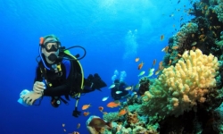 Diving in Puerto Galera