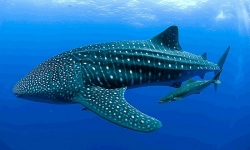 Giant Whale Shark