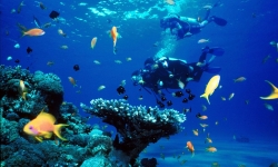 Scuba Sites in Cebu