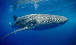 Whale Shark in Donsol